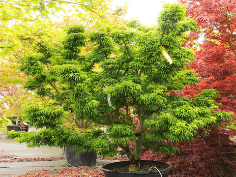 Acer palmatum 'Ojishi' (aka Japanese Maple)