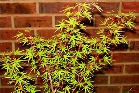 Acer palmatum 'Okushimo' (aka Japanese Maple)