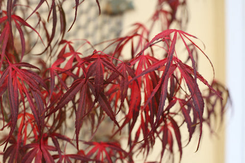 Acer palmatum 'Red Pygmy' (aka Japanese Maple)