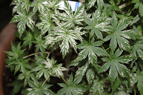 Acer palmatum 'Shigarami nishiki' (Shigarami nishiki Japanese Maple)