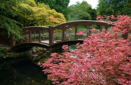 Acer palmatum 'Shin deshojo' (aka Japanese Maple)