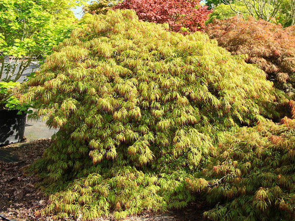 Acer palmatum 'Spring Delight' (aka Laceleaf Japanese Maple)