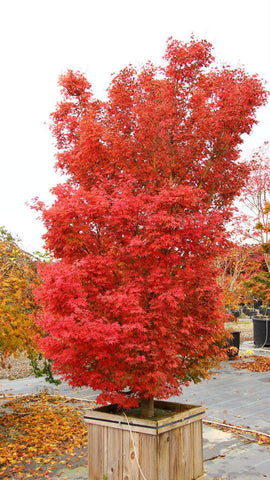Acer palmatum 'Alpenweiss' (aka Japanese Maple)