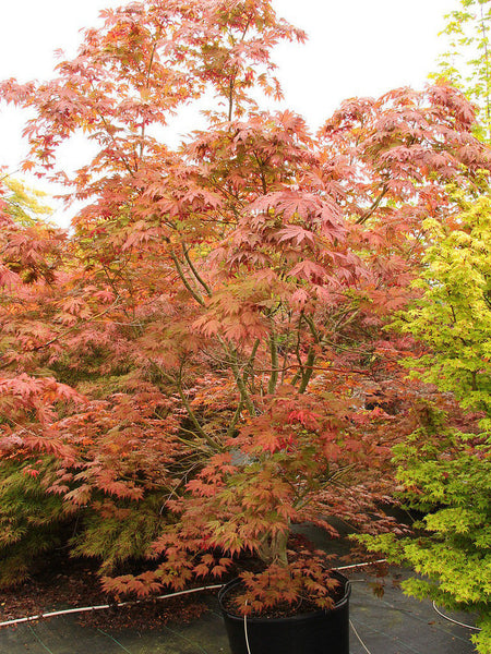 Acer palmatum 'Ariadne' (aka Japanese Maple)