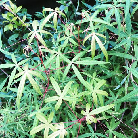 Acer pentaphyllum (aka Chinese Maple)