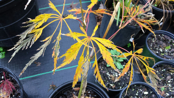 Acer palmatum 'Germaine's Gyration' (Japanese Maple)