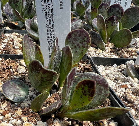 Adromischus trigynus (aka Adromischus rupicola)
