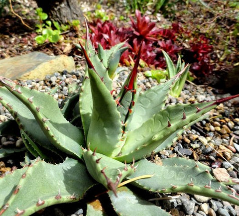 Agave gracilipes