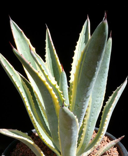 Agave murpheyi 'Rodney'