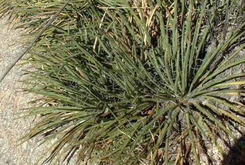 Agave schottii