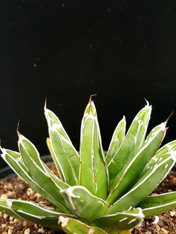 Agave victoriae-reginae var. compacta
