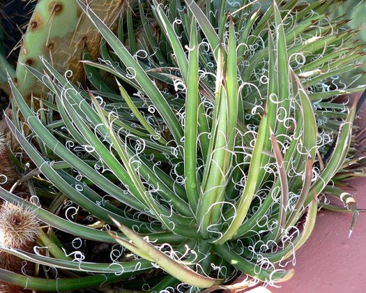 Agave x leopoldii