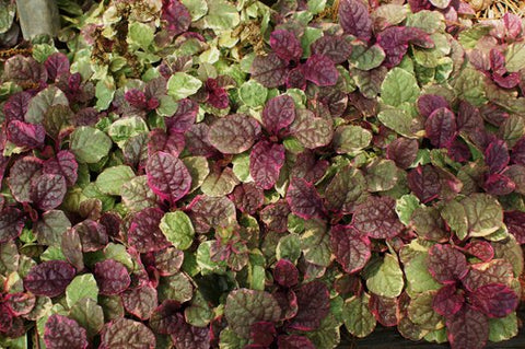 Ajuga reptans 'Burgundy Glow' (aka Bugleweed)