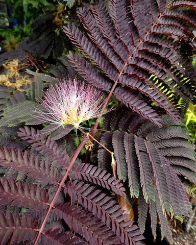 Albizia julibrissin 'Summer Chocolate' (aka Mimosa)