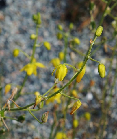 Albuca shawii