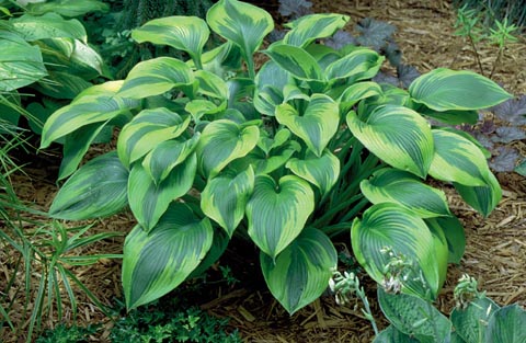 Hosta 'Alex Summers'