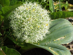 Allium karataviense 'Ivory Queen' (aka Turkestan Onion)