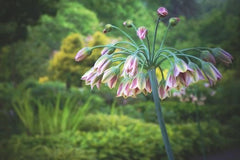 Allium siculum (aka Nectaroscordum siculum subsp. Bulgaricum, Honey Garlic)