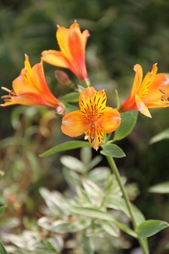 Alstroemeria 'Third Harmonic' (aka Peruvian Lily)