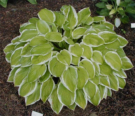 Hosta 'American Dream'