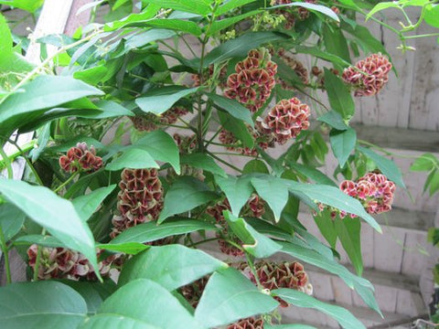 Apios americana (aka American Ground Nut)