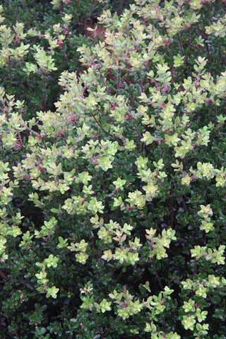 Arctostaphylos mendocinoensis [SBH 9849d] (aka Manzanita)