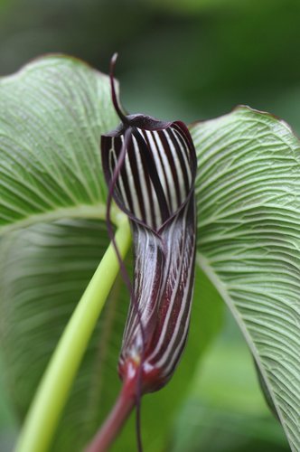 Arisaema costatum (aka Jack in the Pulpit, Cobra Lily)