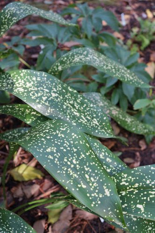 Aspidistra elatior 'Spek-tacular' (aka Cast Iron Plant)