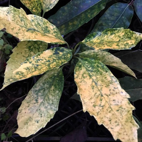 Aucuba japonica 'Merced' (aka Spotted Laurel)