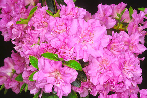 Azalea 'Elsie Lee'