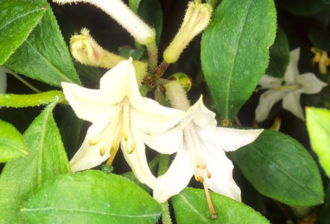 Azalea 'Fragrant Star'