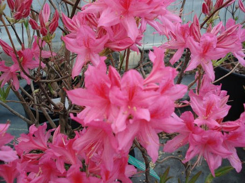 Azalea 'Rosy Lights'