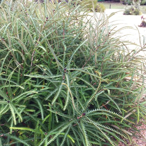Banksia dryandroides