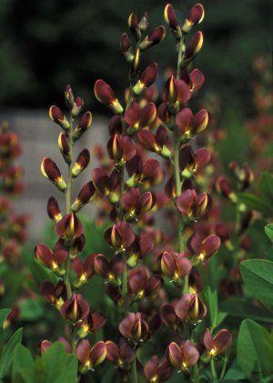 Baptisia 'Twilite Prairieblues'