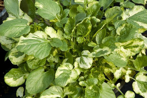 Barbarea vulgaris 'Winter Cream'
