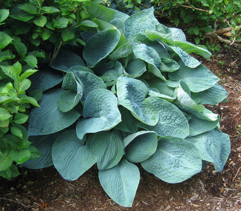 Hosta 'Blue Blazes'