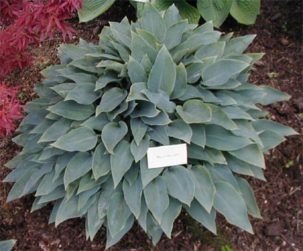 Hosta 'Blue Blush'