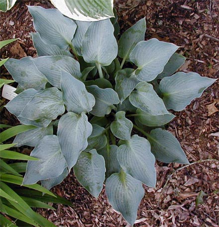 Hosta 'Blue Dimples'