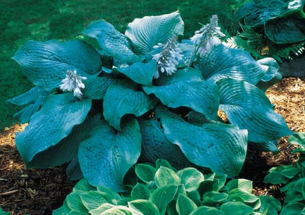 Hosta 'Blue Mammoth'