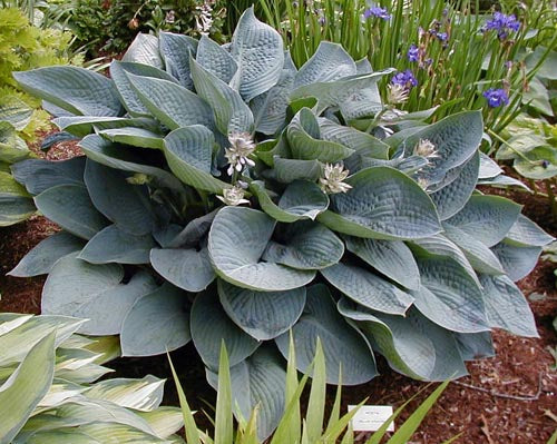 Hosta 'Blue Vision' – plant lust