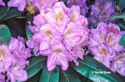 Rhododendron 'Blutopia'