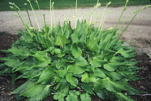 Hosta 'Bridegroom'