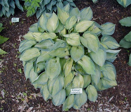 Hosta 'Bright Lights'