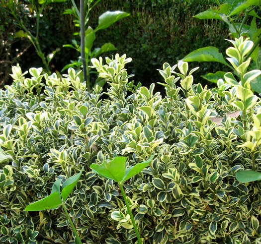 Buxus sempervirens 'Elegantissima'