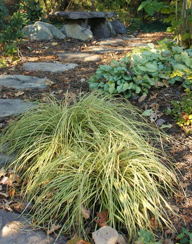 Carex oshimensis 'Evergold'