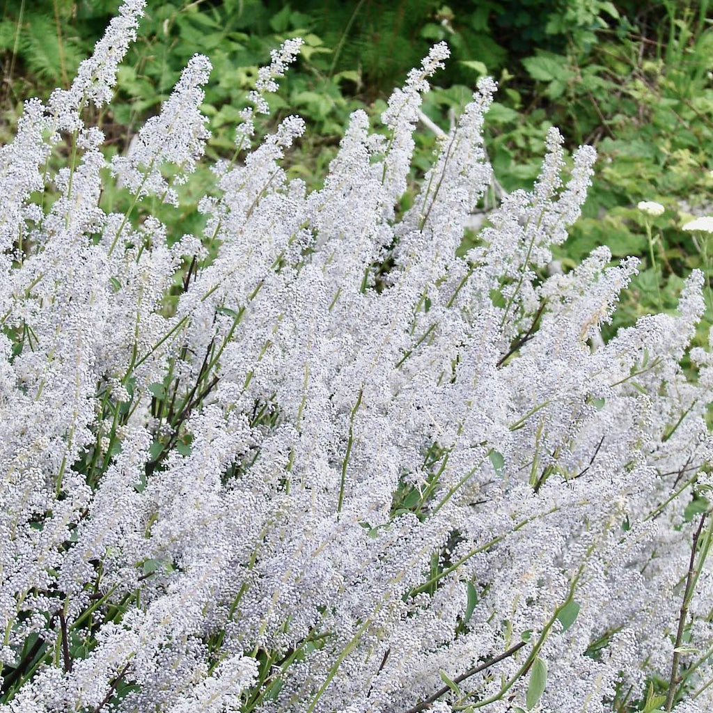 Ceanothus integerrimus (aka Deerbrush) – plant lust