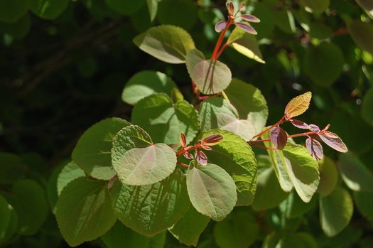 Cercidiphyllum japonicum 'Heronswood Globe'