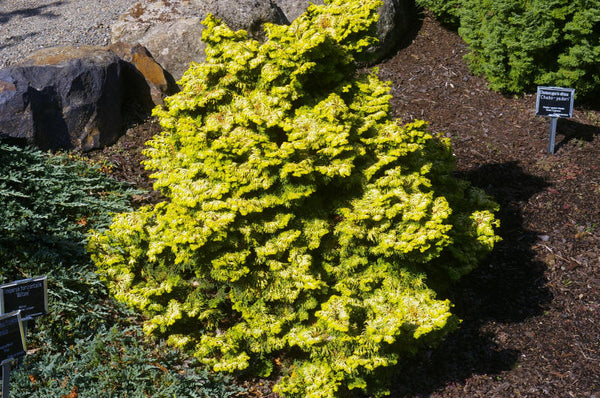 Chamaecyparis obtusa 'Ceramic'