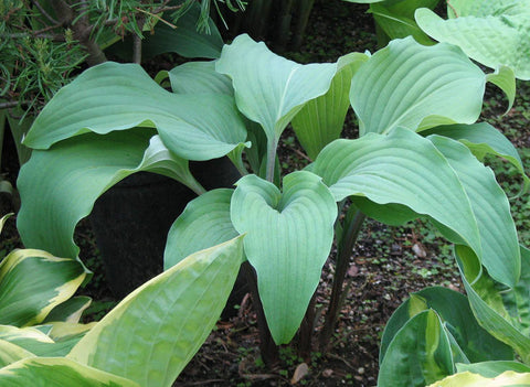 Hosta 'Cinnamon Sticks'