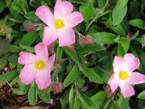 Cistus x lenis 'Grayswood Pink'
